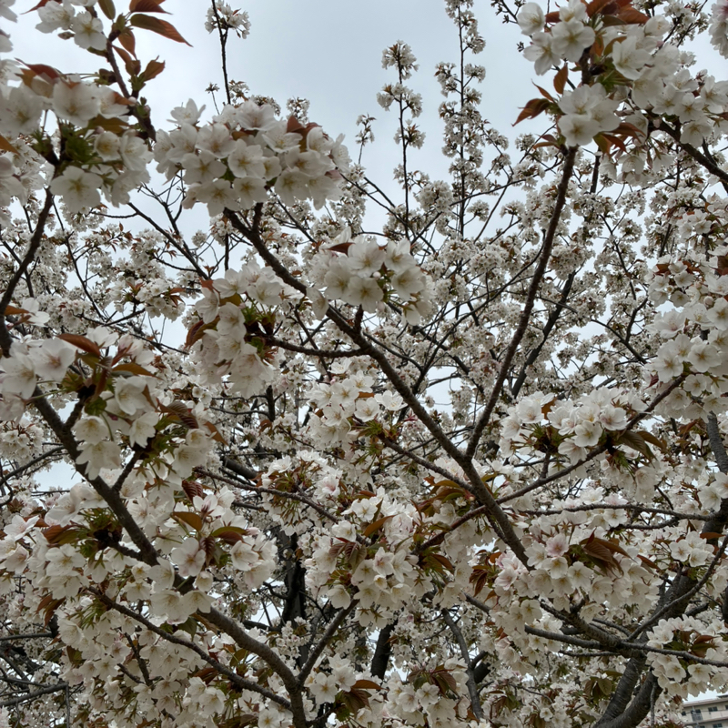 #591 何とか収録　子供の思い出の残し方