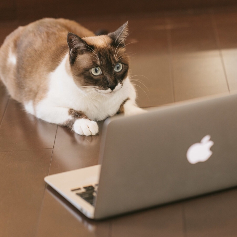 MMDはニコ動文化の極み