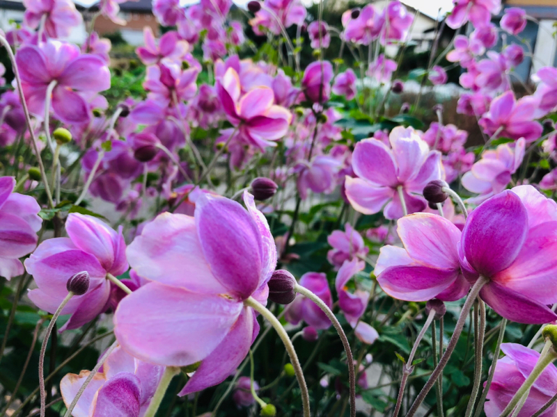 はじめようと思った理由