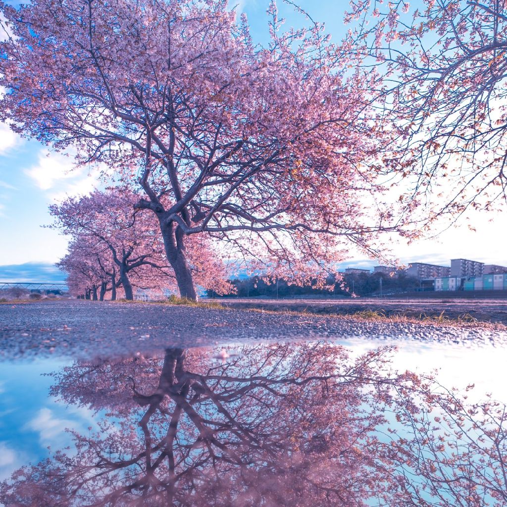 みはね𓏸𓈒𓂃꒰ঌ(*´˘`*)໒꒱‪𓂃 𓈒𓏸    