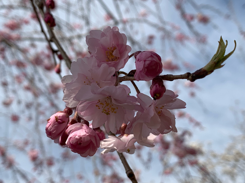 #11② 平等とらしさと生き方