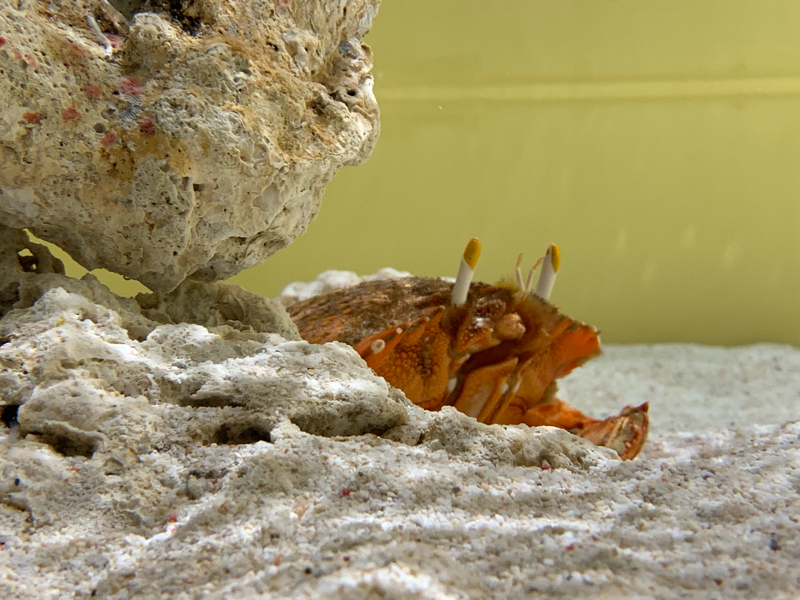 #14 子どもを好きになれない