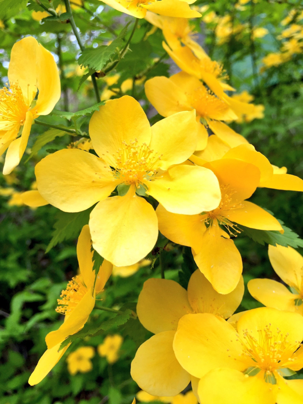 #16 ブナの木を育てろって言われた