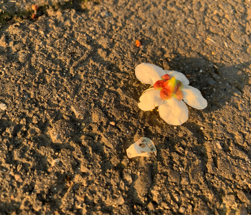 #28 病院行く前に聞け