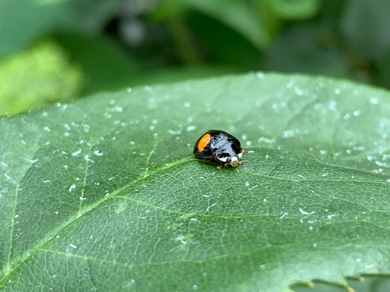 #47 昨日はサボった