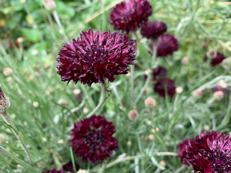 #49 動悸がムネムネする