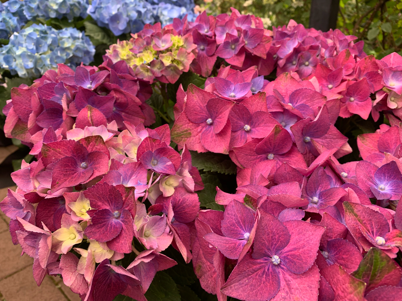 #50 人を貶めるなら生きたくはない