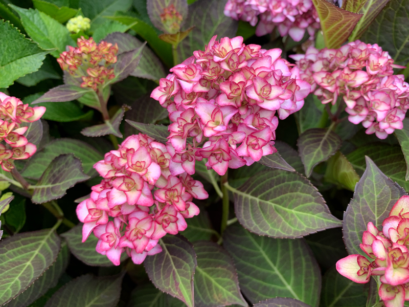 #53 強迫か反面教師か