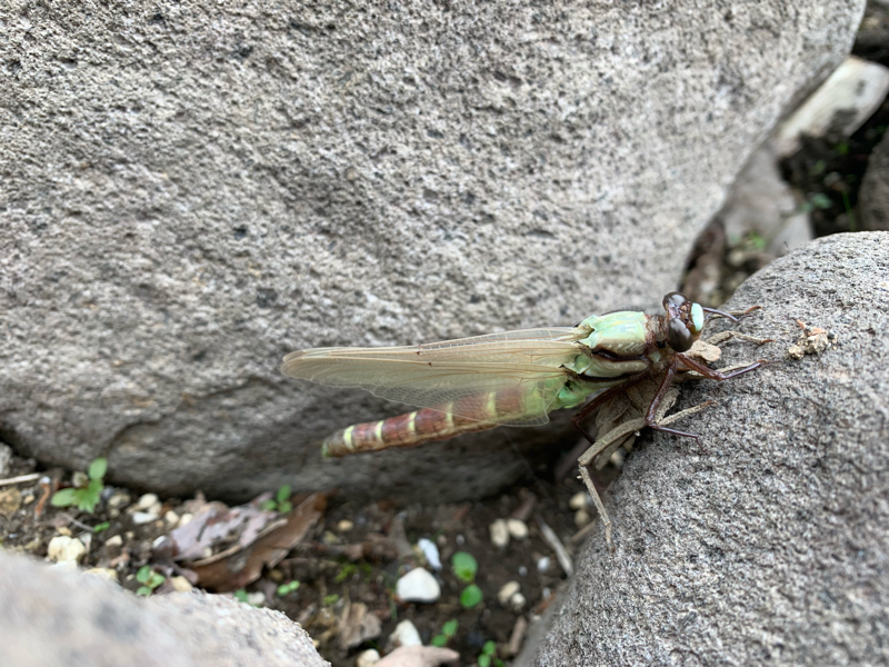 #56 「死」を感じた瞬間と思い出