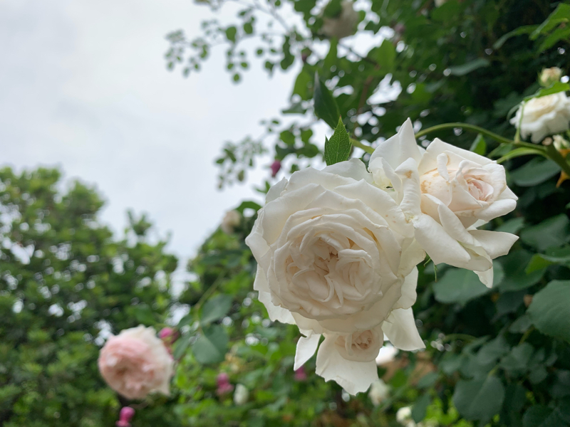 #58 家族の命と人と今と