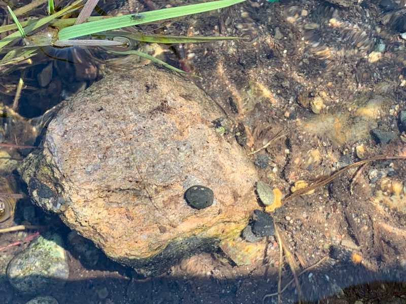 #65 家族に対する認知の歪み