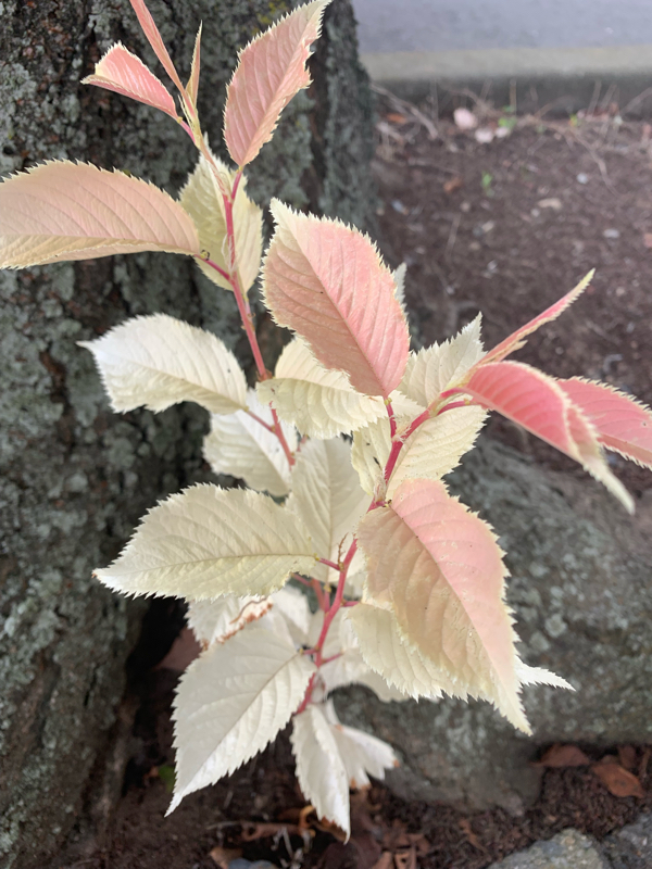 #68 創作について