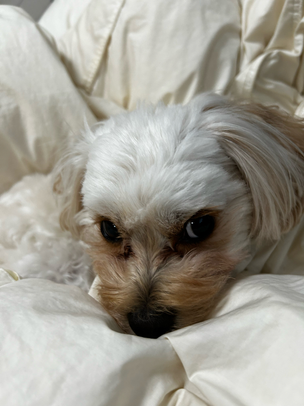 ボボボボVoid BADモード