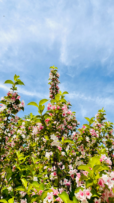 上を向いて歩こう/SUKIYAKI/ウクレレ弾き語り