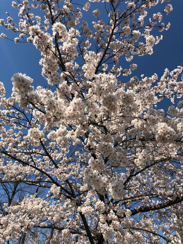マジでドイヒー！すこラーラジオ