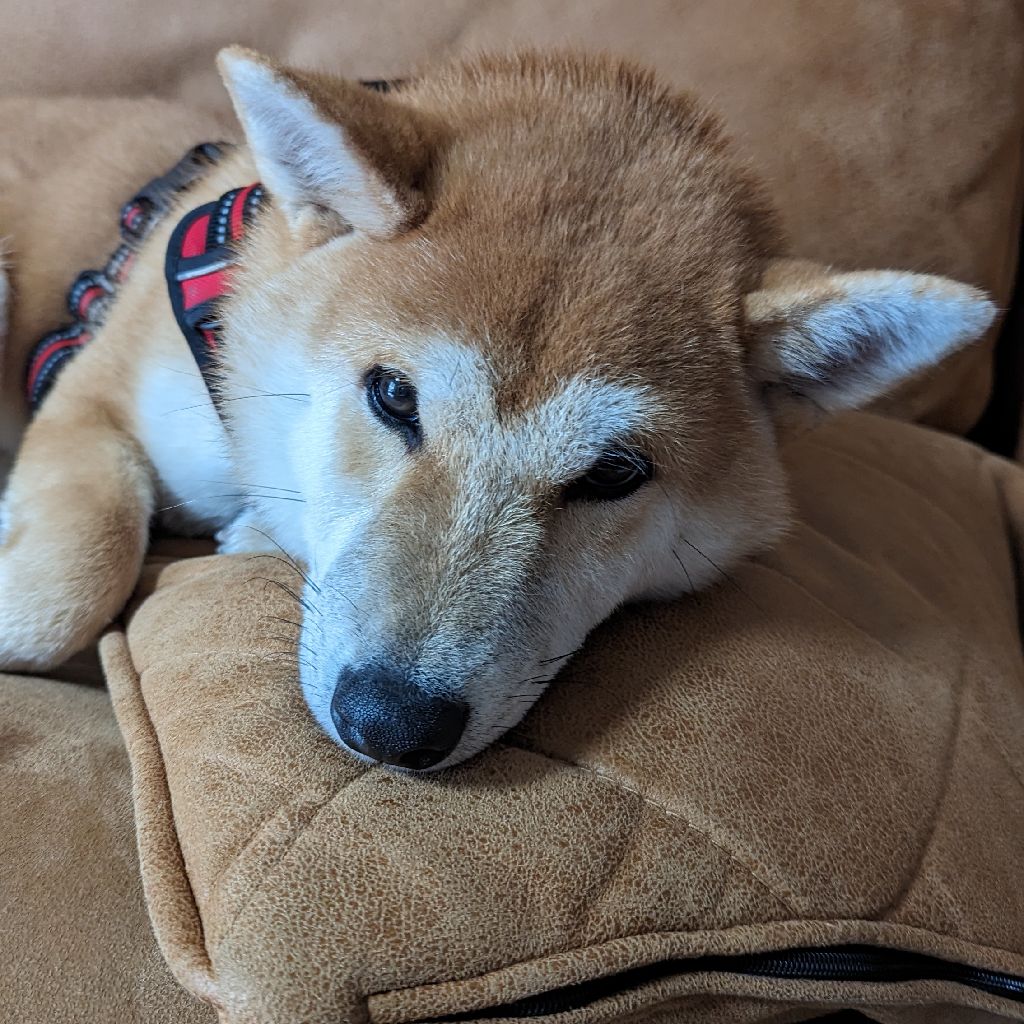 へくちゃんねる