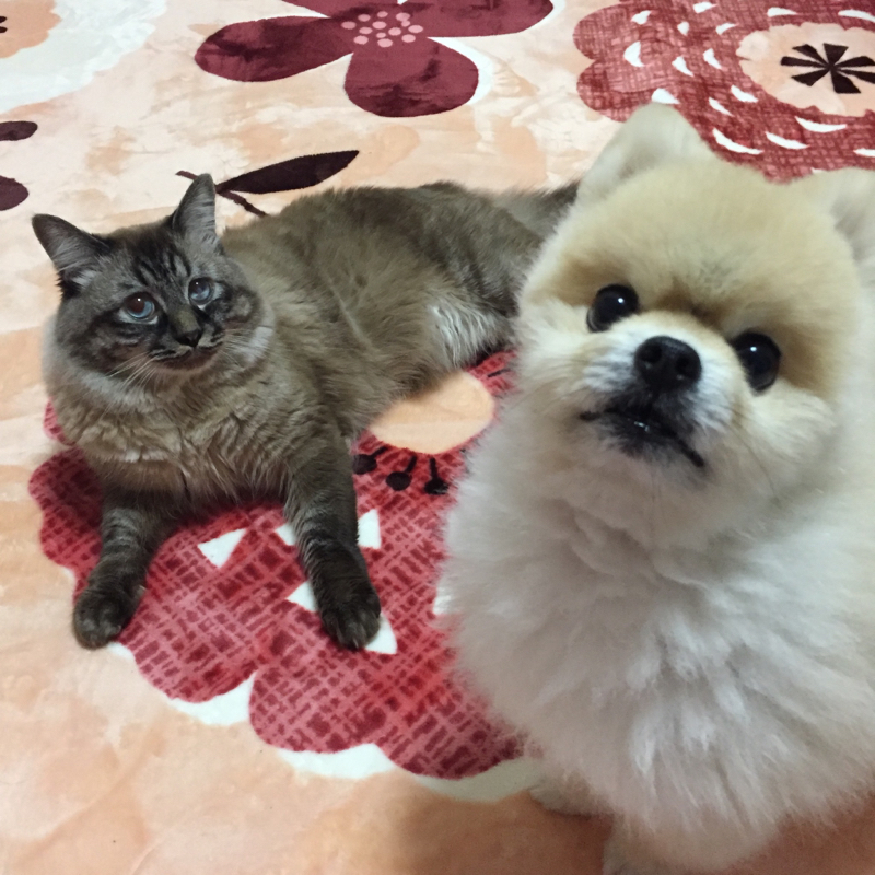 #5 自分にしか語れないことversionまりりん