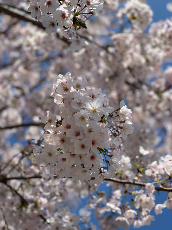 #7 自分にしか語れないことversionまりりん