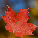 #1 移民ってフツーだから