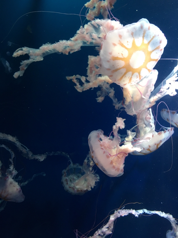 どんなもんだべか