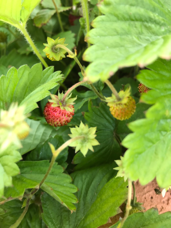 第七回 のど自慢で赤っ恥