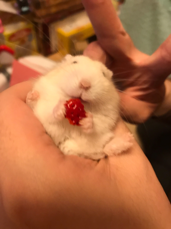 第九回 とっとこハムだろう