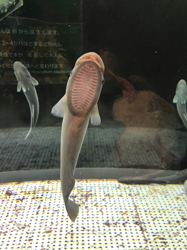 第十一回 暴走族をやっつけろ！！