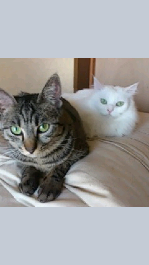 ガチガチで喋ってみた