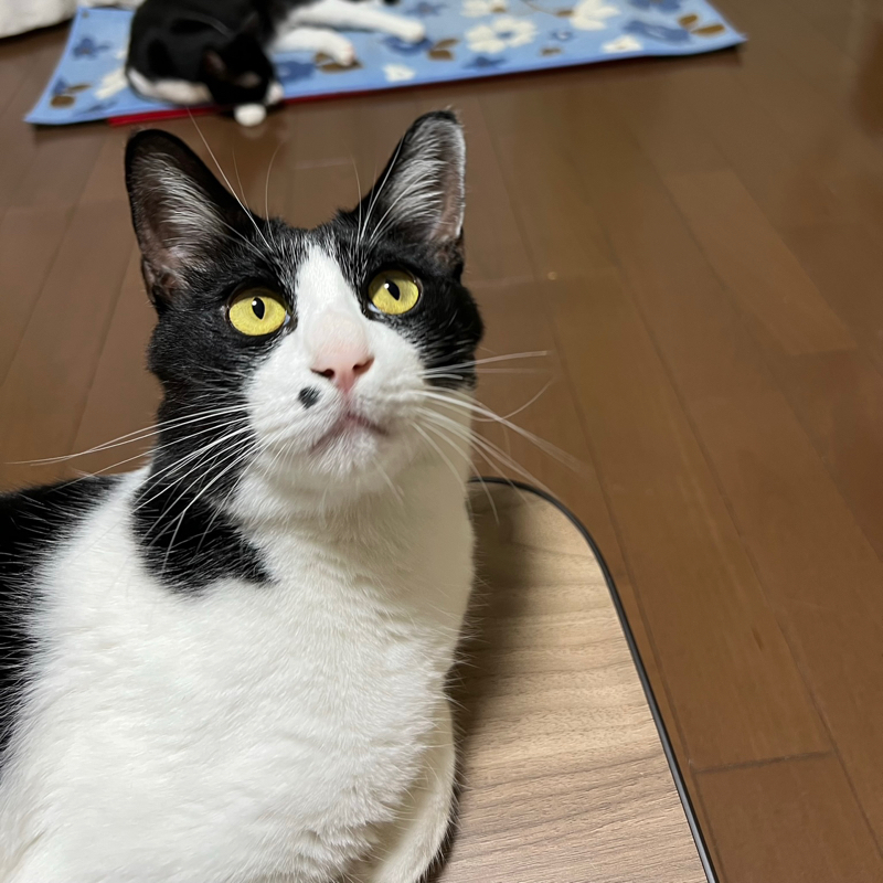 ふくちゃんのふくふくRadio🐱