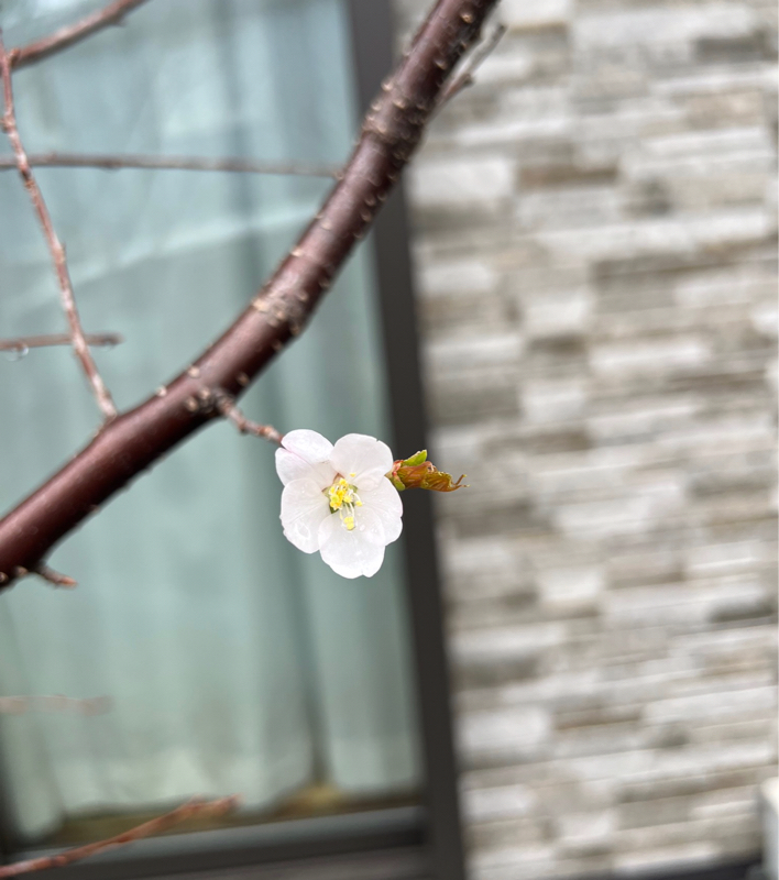 桜花爛漫Radio🌸収録版『さくら咲いた🌸*･』