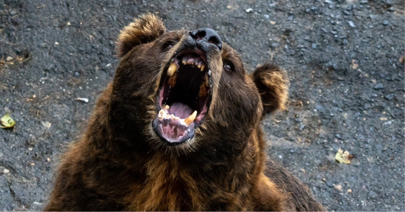 #141『くま🐻』