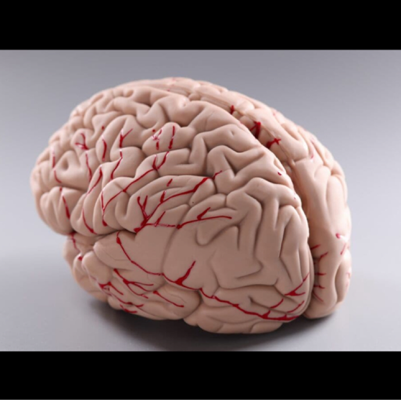 #142『記憶力🧠』