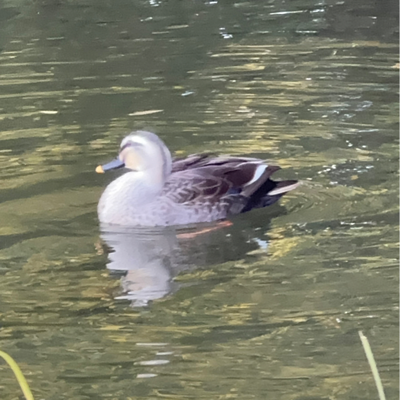 #250146指示待ち無関心と影響力