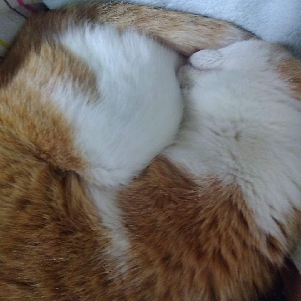 みらくるにゃお放送局