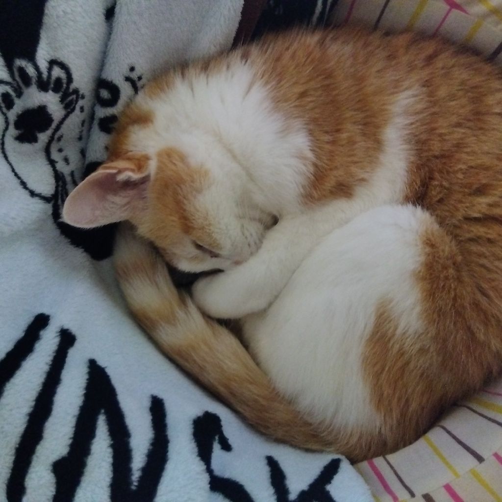 みらくるにゃお