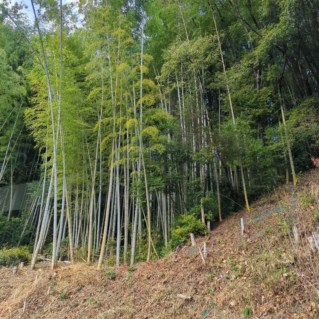 この世を生ききること