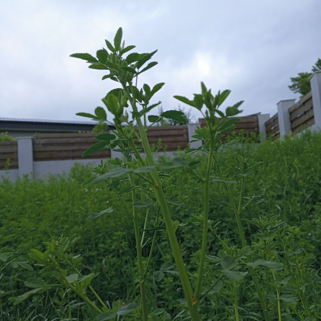 そんなもんでいいさ