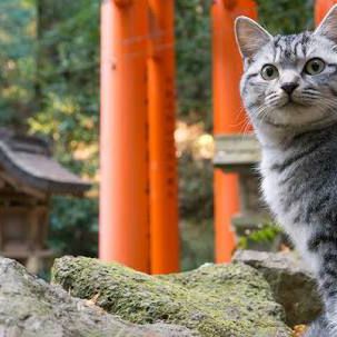 ひとりで平気なふり