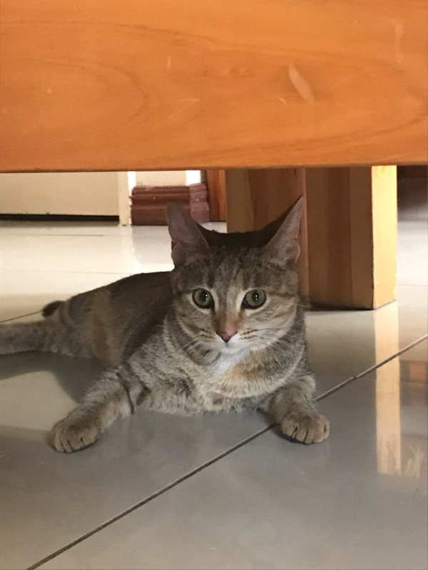 ケニアではカフェ(スペース)wifiは古い。