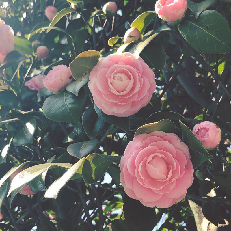 第１回 你！為什麼？怎麼學日文？