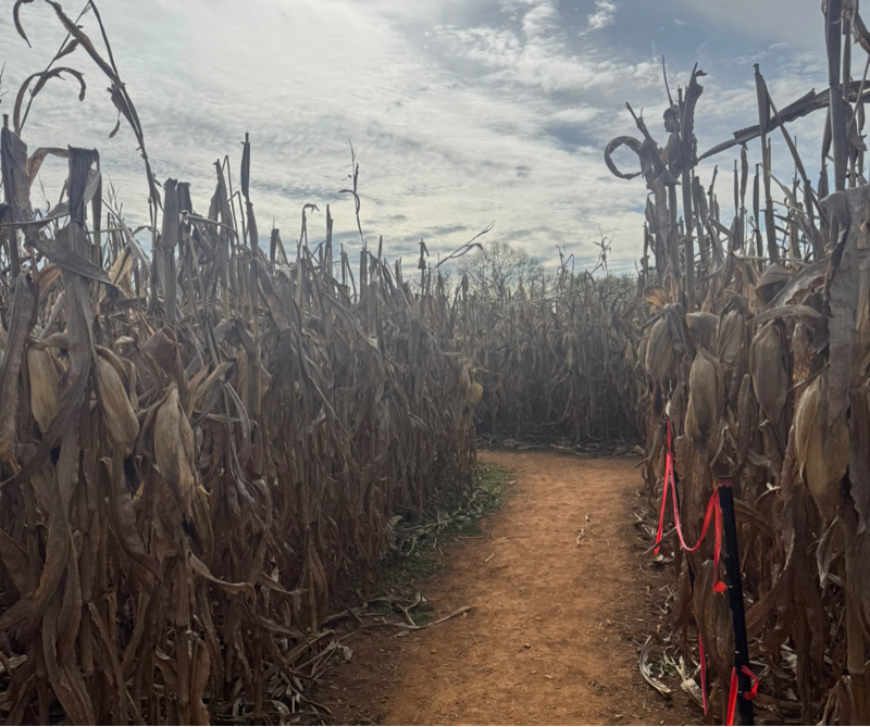 #100 コーンメイズに行った話