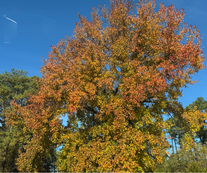 #103 電子書籍デビューの話