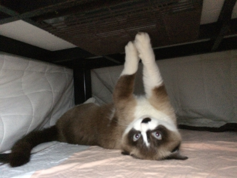 暇すぎて初配信