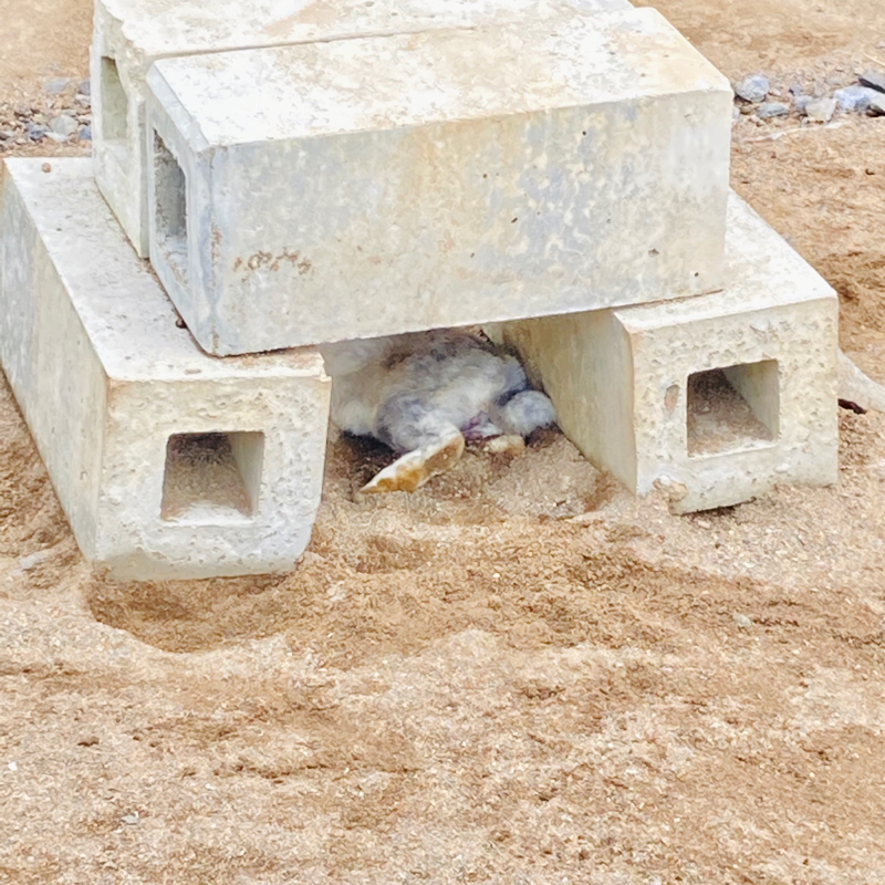 【眠れない深夜のお供に小娘の独り言をどうぞ、略してぺぺらじ】