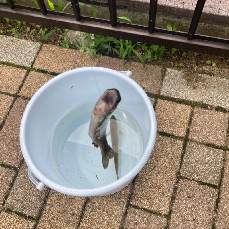 今朝のひとり語り