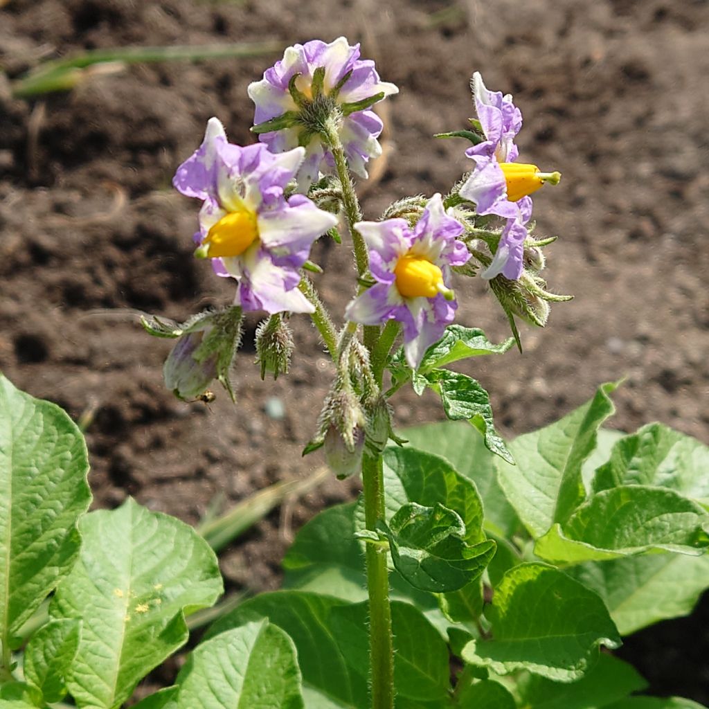 【♯78】栄光の男／サザンオールスターズさん