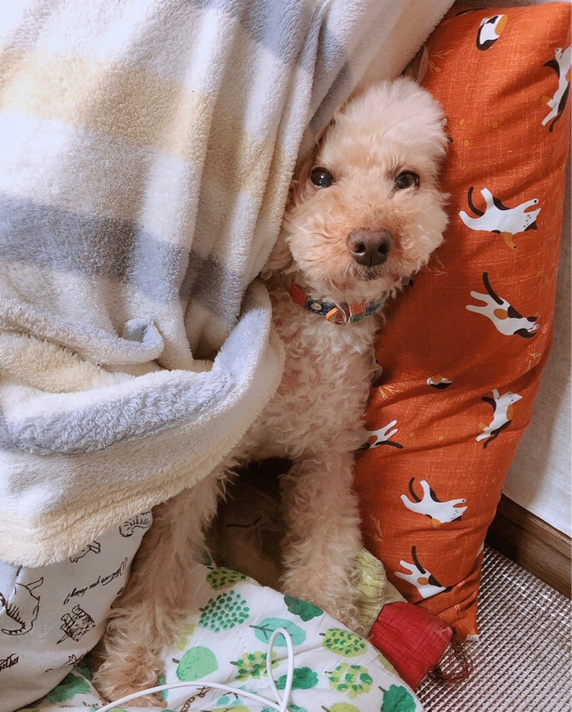 あらゆるネタバレを含む