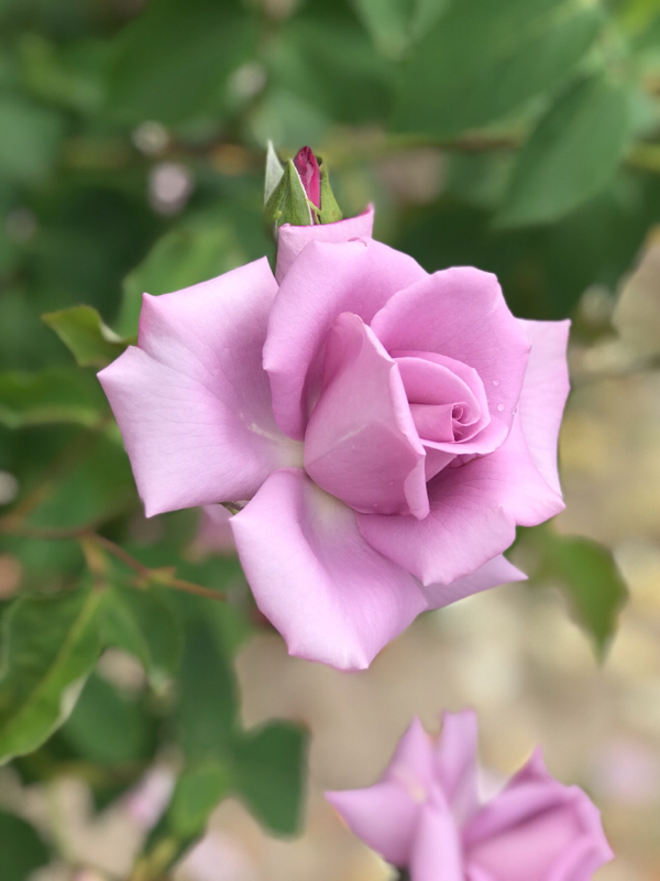 チーム八重歯結成