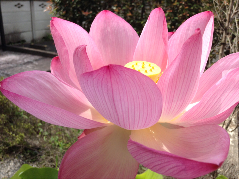 #8 朗読 三好達治