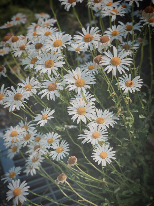 What is your dream??